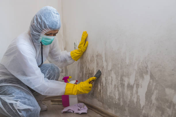 Best Preventive Mold Services in Janesville, WI