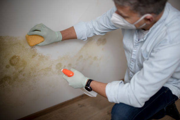Best Industrial Mold Remediation in Janesville, WI