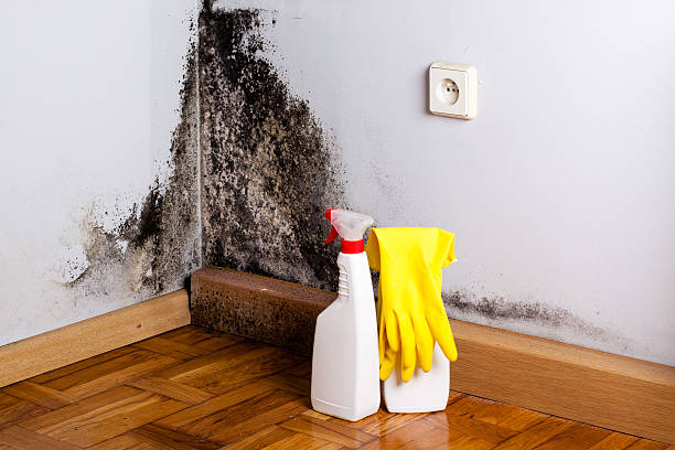 Best DIY Mold Remediation Support Services in Janesville, WI