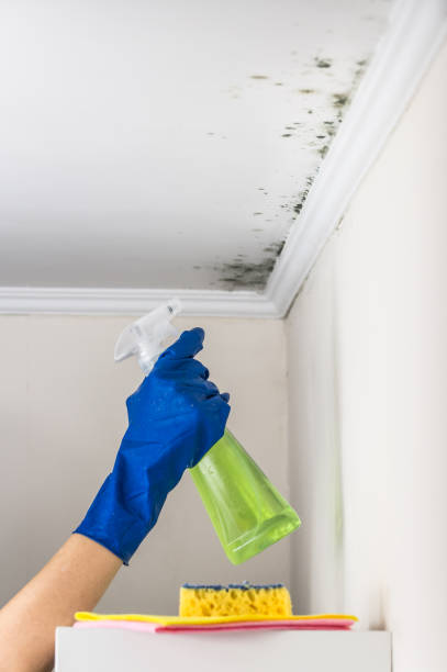 Best Mold Testing and Inspection Services in Janesville, WI